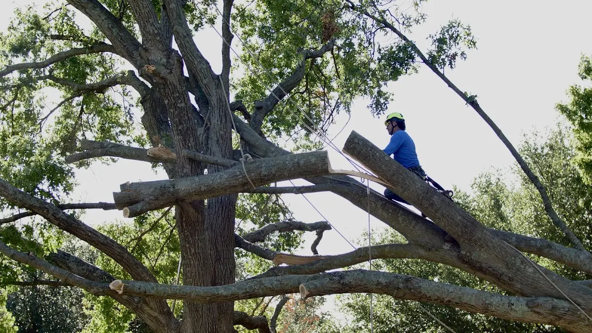 Professional Crown Thinning performed by certified arborists in Mill Hall