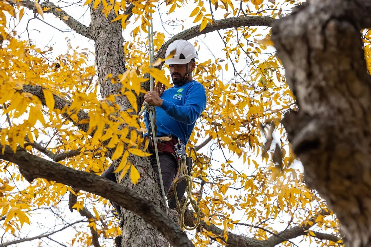 Skilled Tree Transplanting crew working in Mill Hall
